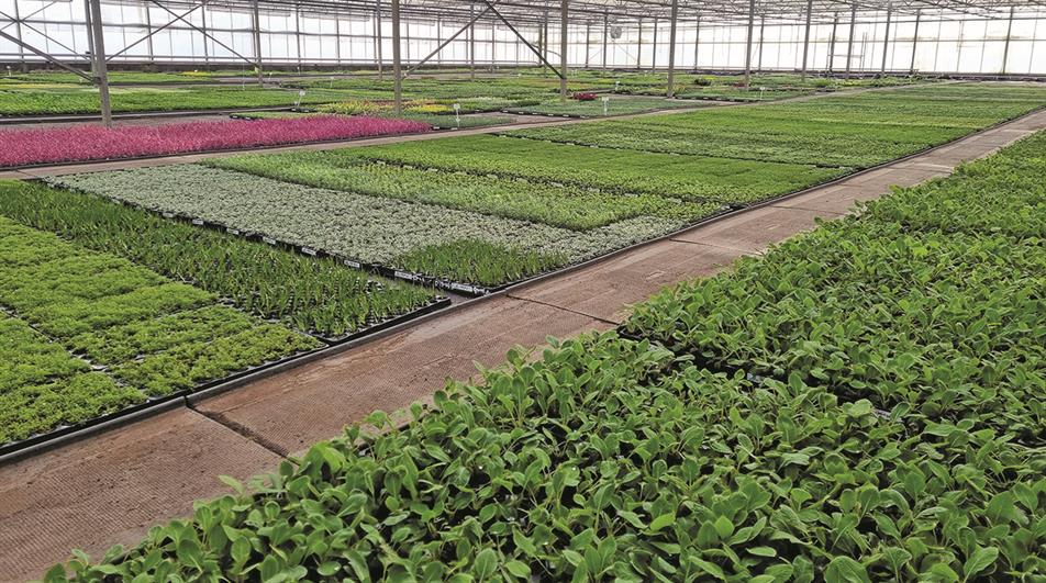 Kernock Park Plants